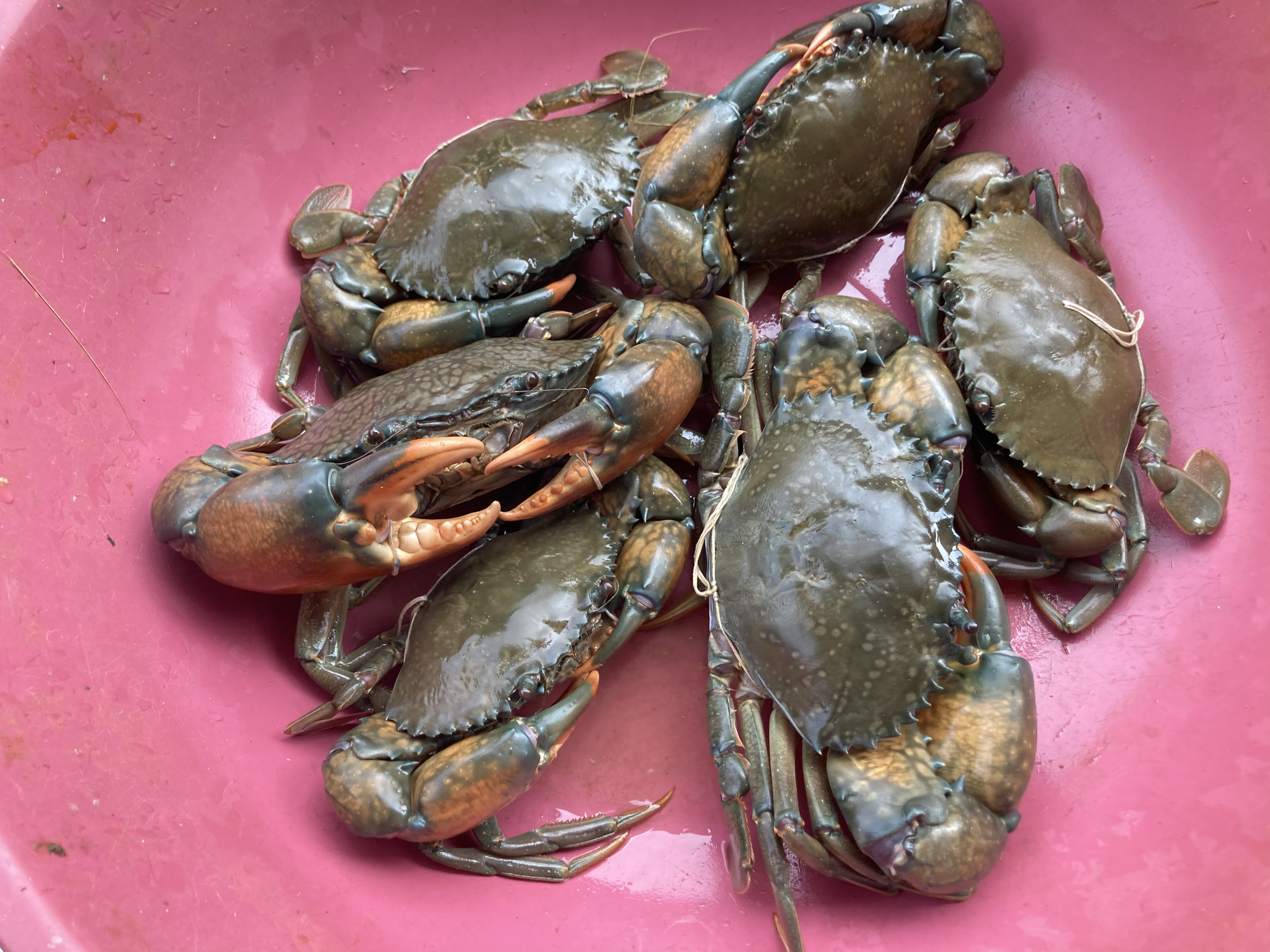 Crabs  (BIG)